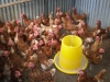 Chickens