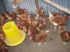 Chickens