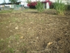 Vegetables 3