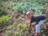 Child picking vegetables