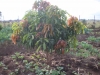 Fruit tree