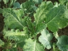 Vegetables 6