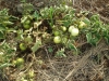 Vegetables 9