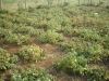 Vegetables 10