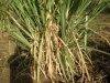 Farm6