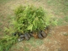 Trees to plant