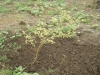 Vegetables 13