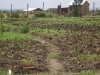 Vegetables 15