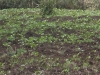 Vegetables 16